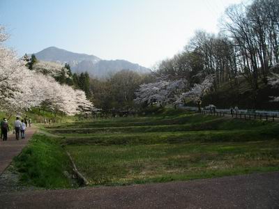 羊山公園の芝桜