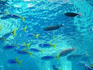 churami aquarium