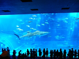 churami aquarium2