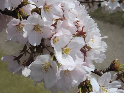 タントの後ろの桜です。