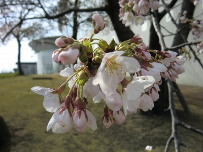 待ちに待った桜が開花！