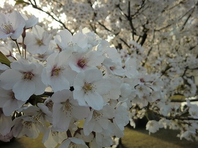 満開の桜の木の下で