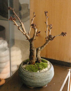旭山桜盆栽青銅中深山鉢20120205