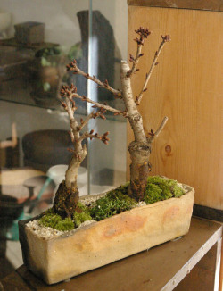 旭山桜盆栽二本植え20120205