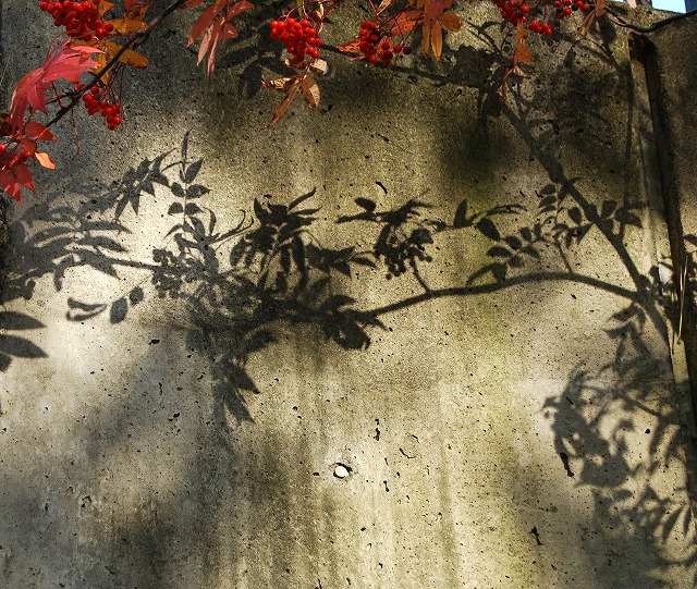 壁の秋