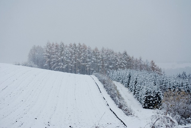 雪化粧の農地
