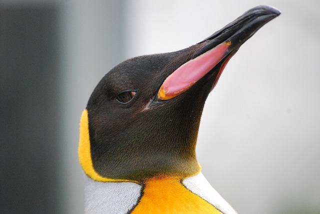 キングペンギンの表情