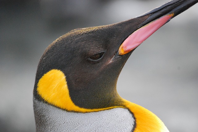 キングペンギンの表情４