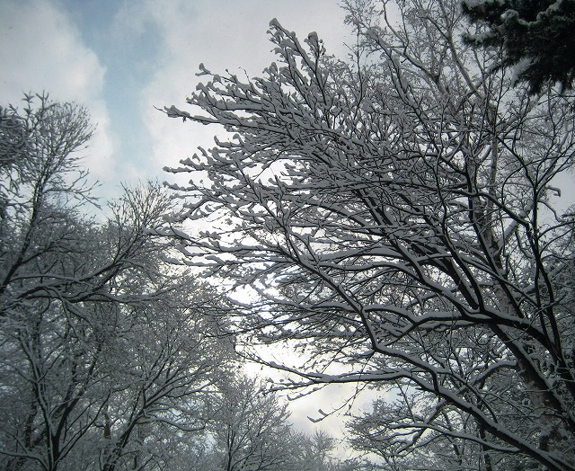 雪の枝
