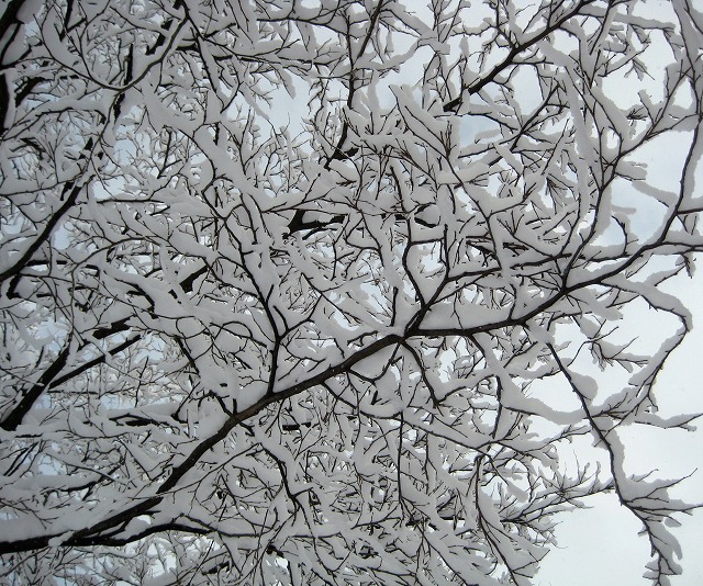 雪の枝２