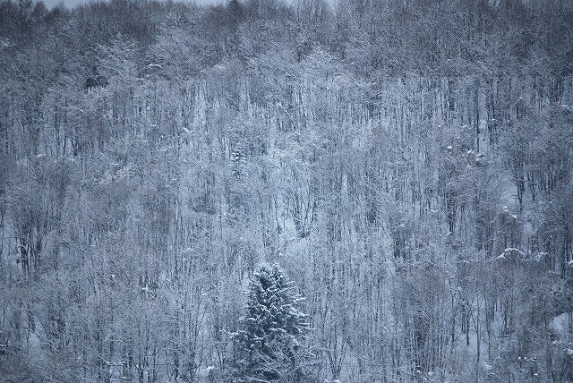 林立する冬木立
