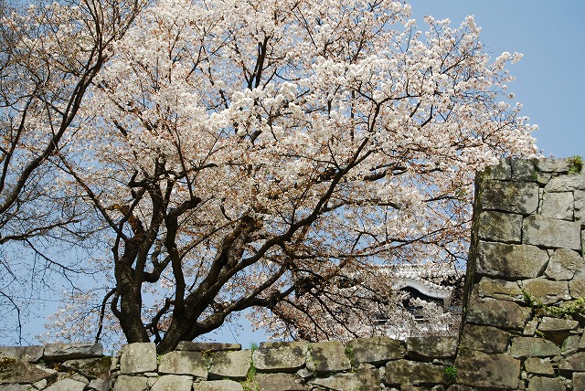 熊本城の桜２