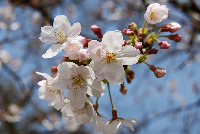 熊本城の桜３