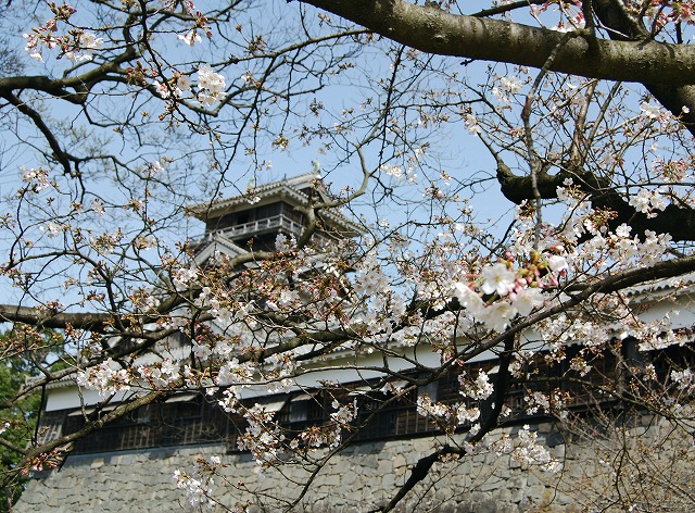 熊本城の桜４