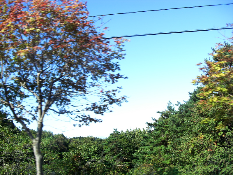 青森空港近くの街路樹の紅葉の感じ