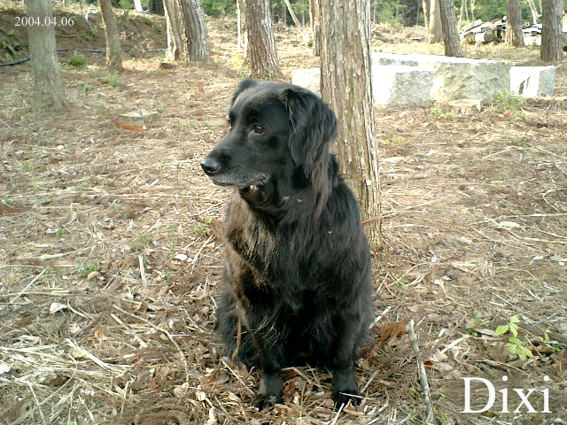 ディクシーちゃん　2004-04-06