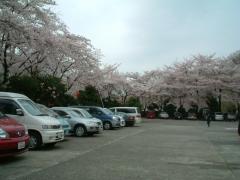 結構桜には恵まれてるほうだと思います