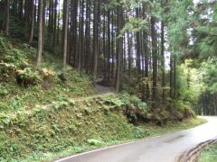 一般道と分かれて、熊野古道は上に抜けていきます