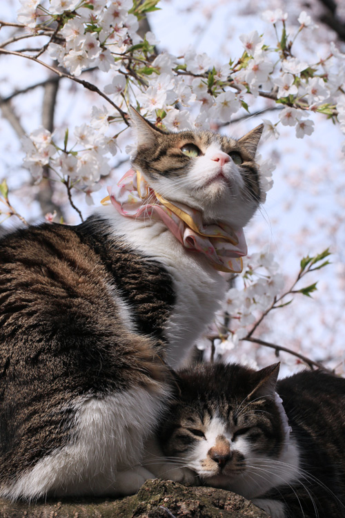 桜も見上げましょう
