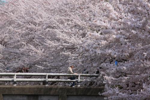 稲城市で。桜に抱かれてますね