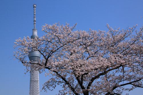 スカツリ横桜