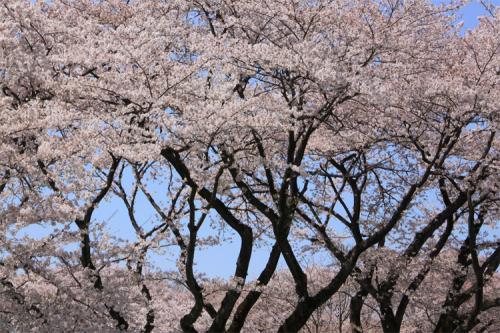 中空が見える桜