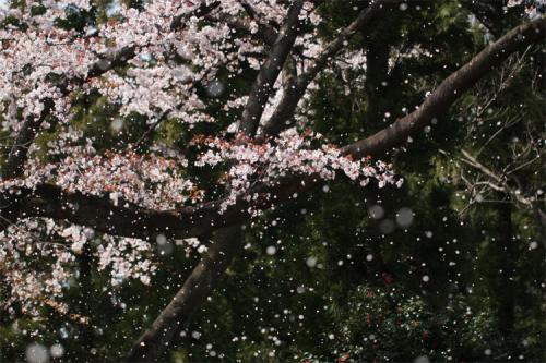 春の雪の桜