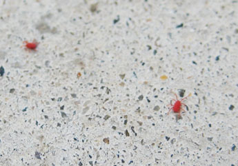 コンクリートに徘徊する赤いダニ キルフェボン