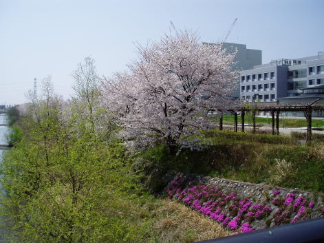 岐大の桜①
