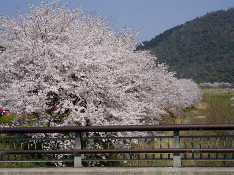 岐大の桜②