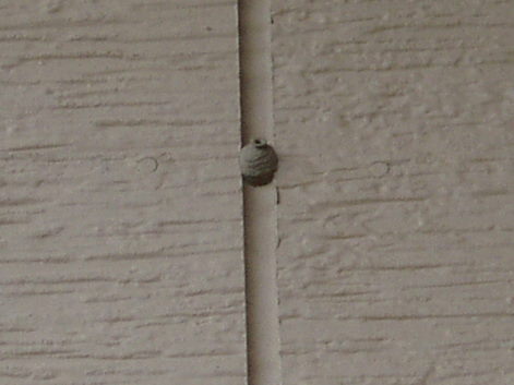 トックリバチの巣・外壁・アップ