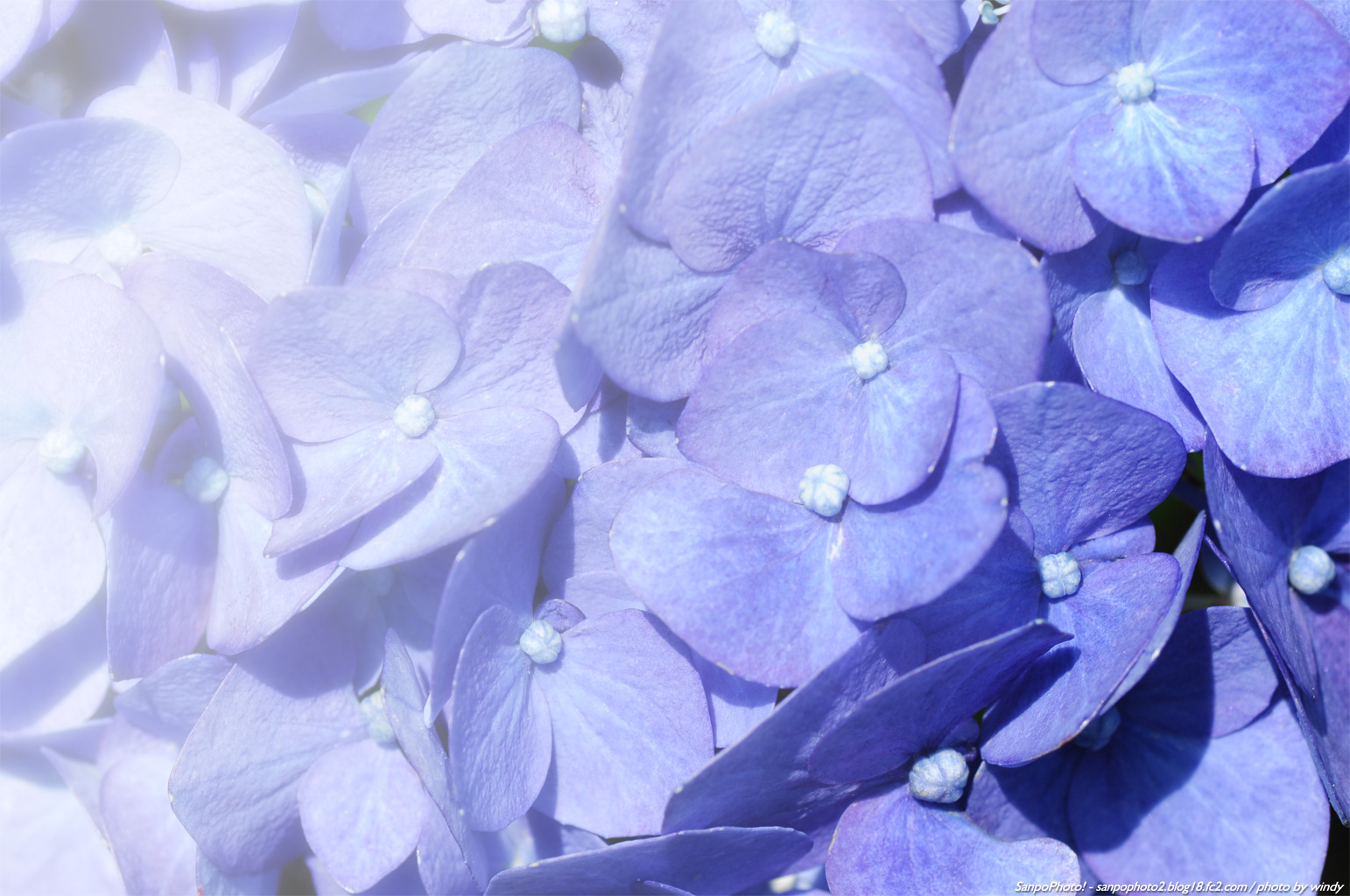 さんぽふぉと Sanpophoto 無料壁紙 初夏の紫陽花2