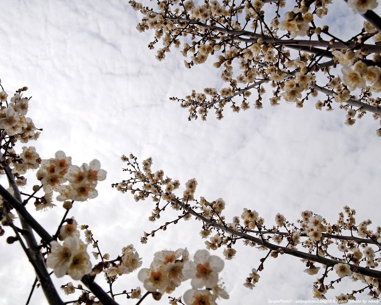 さんぽふぉと Sanpophoto 無料壁紙 空に伸びる梅の花