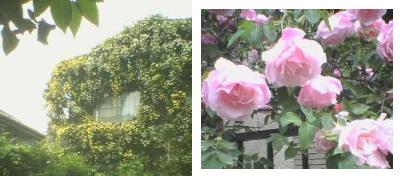 バラ屋敷＆バラの花