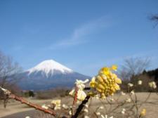 ミツマタの花と富士山