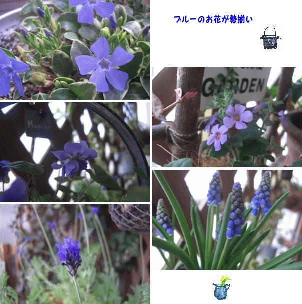 ブルーのお花たち