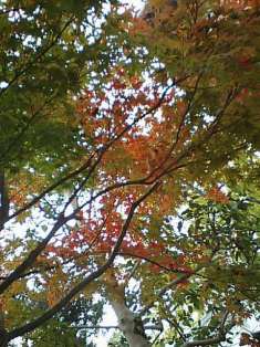 紅葉の秋２