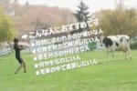箱庭生活 ひつじ村DS－プロモーションの撮影風景