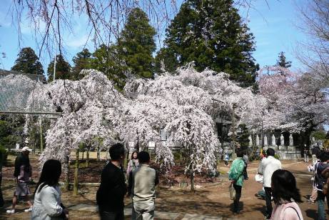 樹齢１８０年の枝垂桜と花見客