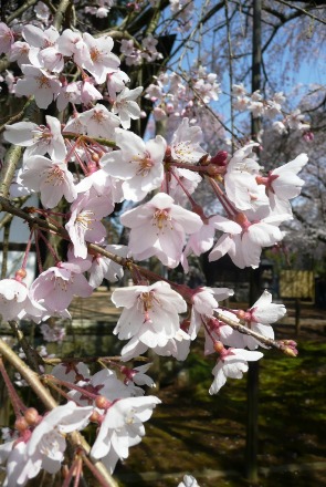 可愛い枝垂桜