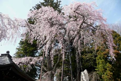 墓地側の枝垂桜