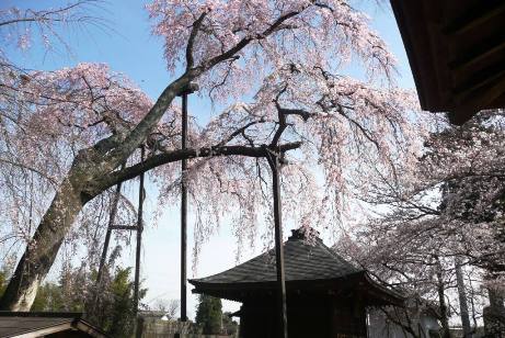 堂と枝垂桜