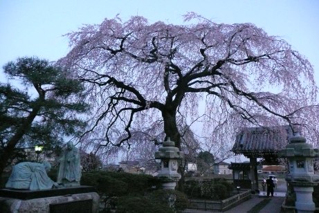夕刻の枝垂桜