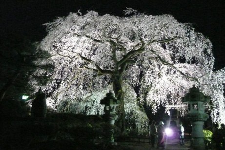 ライトアップされた枝垂桜