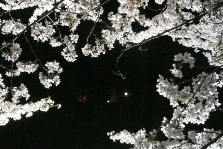 夜桜と満月（中央右手が月だよ！）