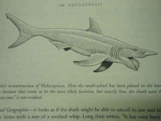 Umaファン 未確認動物歯がぐるぐる巻きの鮫 ヘリコプリオン