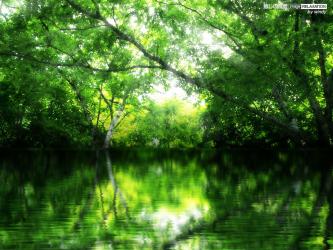 緑の潤い 癒しの風景 Image Relaxation 癒し壁紙