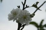 四季桜白色八重咲き